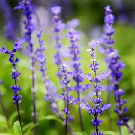 Clary Sage 3